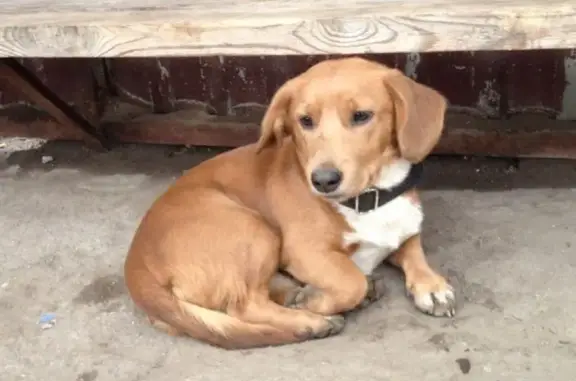 Найдена собака в Калининграде на улице Катина