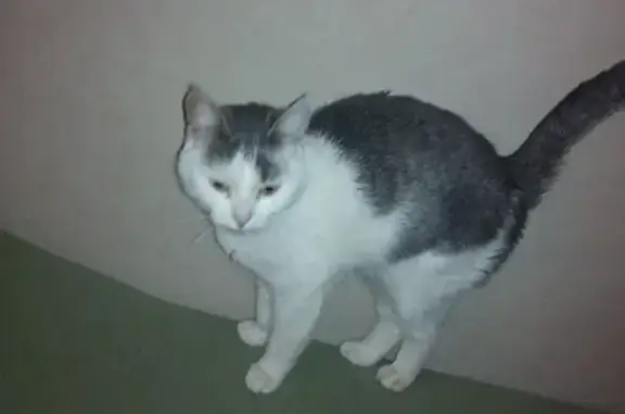 Пропала кошка по адресу Мира 100, Тольятти.