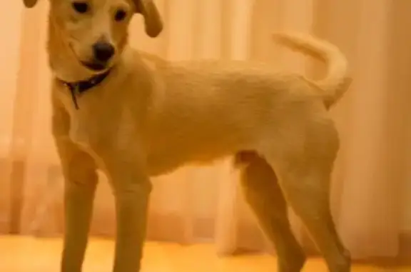 Найден щенок Буч в Калининграде