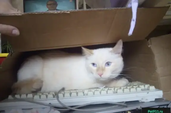 Пропал кот по адресу Дружбы, 12а в Новокузнецке