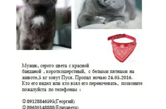 Пропал гладкошерстный кот с красной банданой в Кировском районе Перми