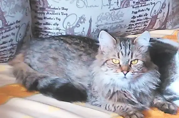 Пропала кошка в микрорайоне Русское Поле