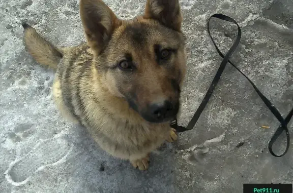 Найдена собака в районе 6-ой школы, Бердск