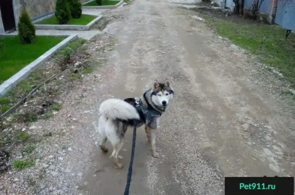 Пропала собака Макс в Балашихе, Московская область