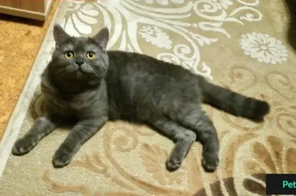 Пропала кошка в Солнечногорске на ул. 2-я Бутырская
