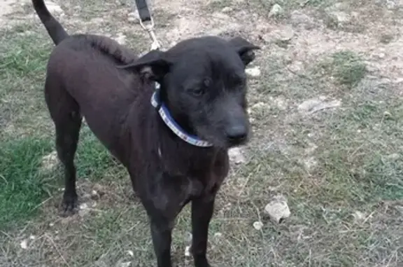 Найдена собака на ул. Шевченко-Маринеско, Севастополь