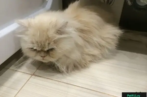 Найден персидский кот в м-н Березовый (Академгородок)