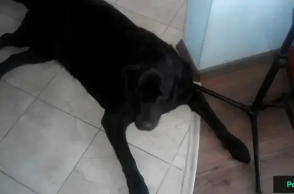 Найдена собака на перекрестке в Оренбурге