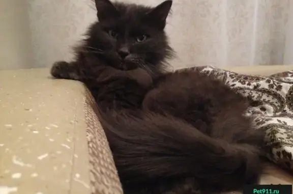 Найден серый кот на ул. Юбилейная-Проспект Успенский