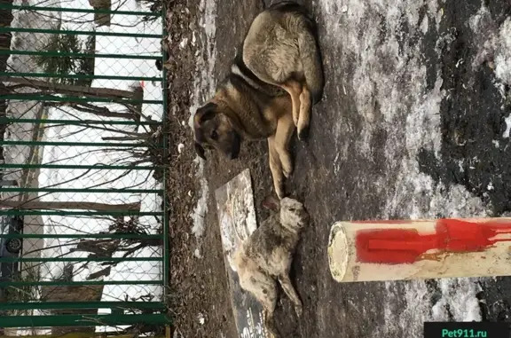 Найдена большая собака на ул. Мусоргского, Метро Отрадное