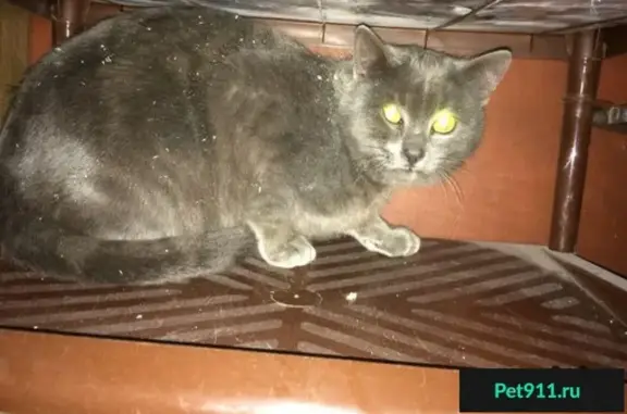 Найден темно-серый кот в Липецке, МЖК.