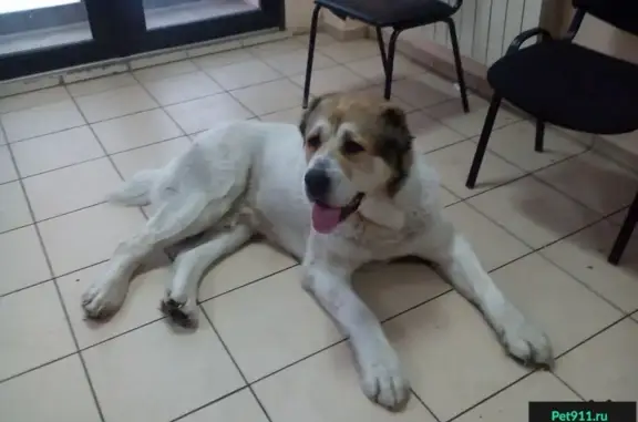 Найдена собака на станции Пермь-Сортировочная