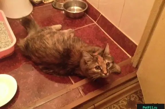 Найдена кошка в Пролетарском районе г. Тулы (07.03.2016)