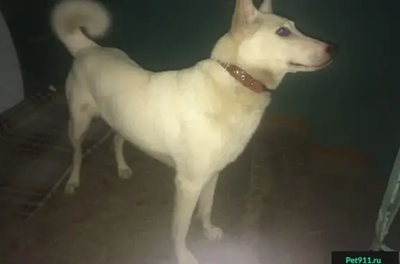 Найден белый пес в Берёзе, Самара
