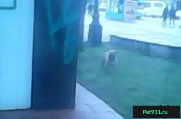 Собака ищет хозяина в парке Тренёва (Симферополь)