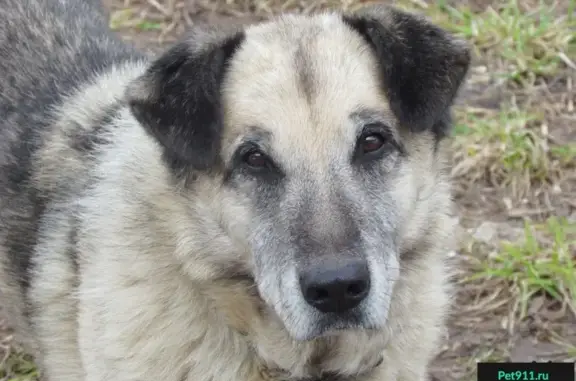 Найдена собака возле детской поликлиники в Кстово, Нижегородская область.