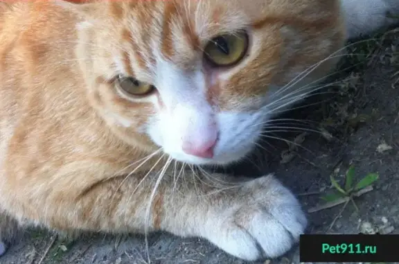 Пропала кошка в Зеленоградском округе, 8-й микрорайон