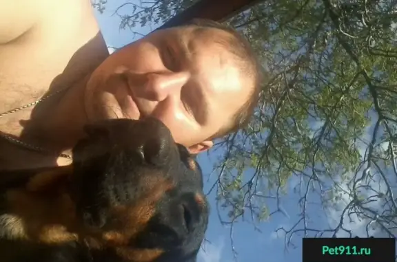 Пропала собака Чара в Таганроге, вознаграждение!