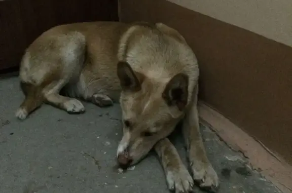 Найдена собака на ул. Энтузиастов в Сургуте