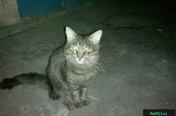 Найдена домашняя кошка на ул. Богдановича, ищет дом