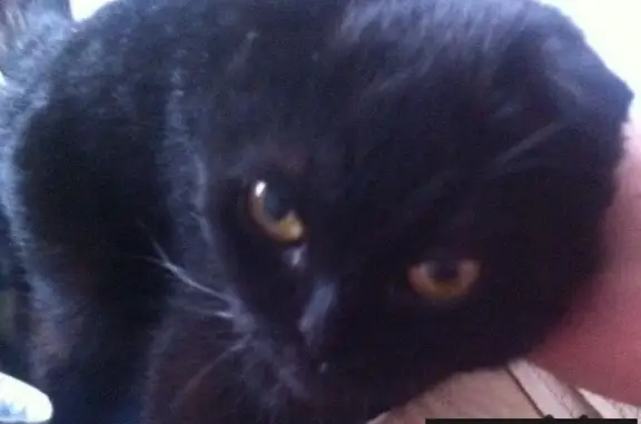 Найдена черная кошка в Ставрополе с желтыми глазами