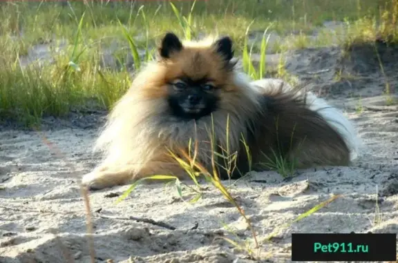 Пропала собака на Фрезерной, 31 в Кирове