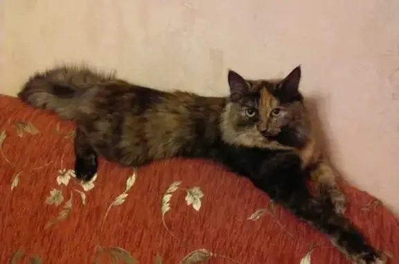 Пропала кошка в Балашихе, Лесной городок, жилой комплекс Лесной Городок.