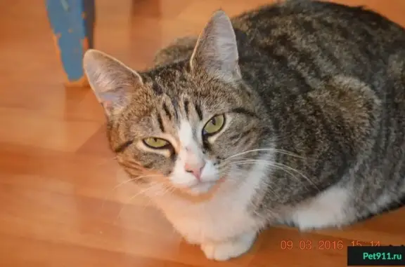 Найдена ласковая кошка на ул. Можайского, 81к1