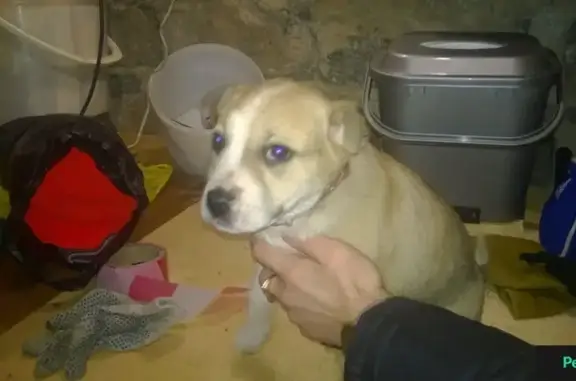 Найден щенок в Раменском на Сафоновском проезде