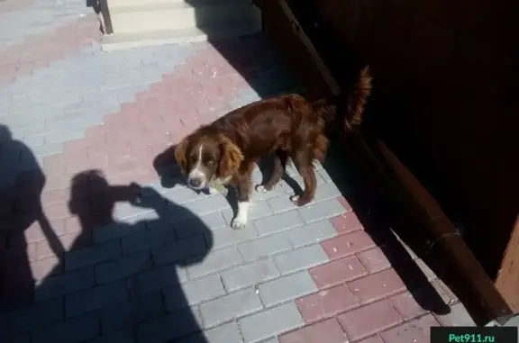 Найден пёсик на Одесской улице в Геленджике