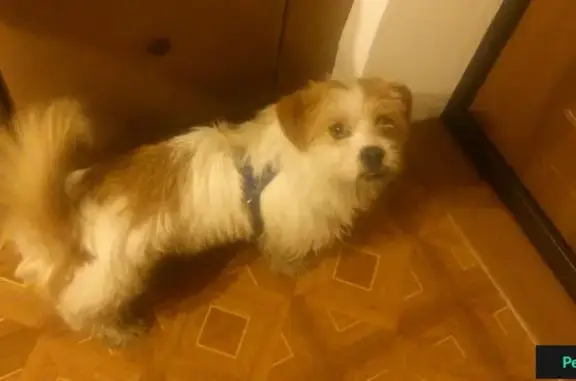 Найдена собака на ул. Генкиной, Н. Новгород