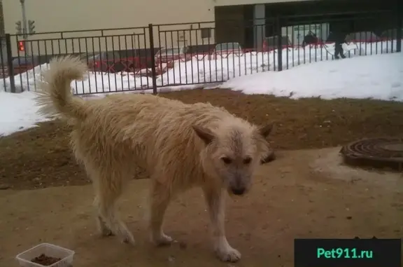 Собака найдена на улице Чайковского в Ярославле