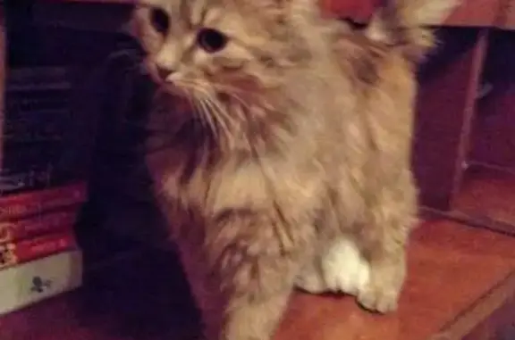 Найдена серая кошка в Севастополе