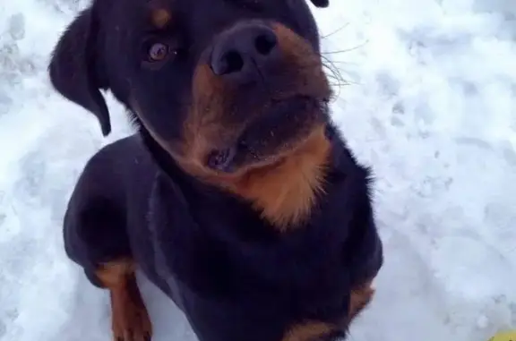 Собака найдена на Осташковском шоссе, Московская область!