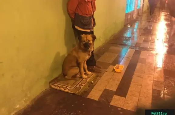 Найдена рыжая собака в метро Алексеевская