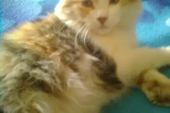 Пропала беременная кошка в Волжском районе