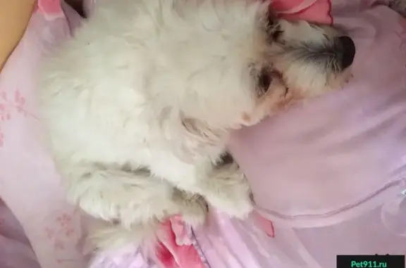 Объявления о пропавших и найденных животных, Тындинский район, фото: Пропала собака на Северной, возле детской поликлиники №2