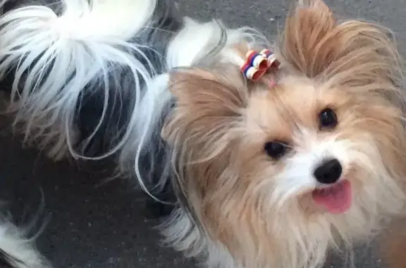 Пропала собака в ЮВАО Москвы, район Некрасовка, вознаграждение!