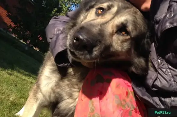 Пропала собака в Раменском: кавказец с азиатом, ошейник от блох, убежал со стаей.