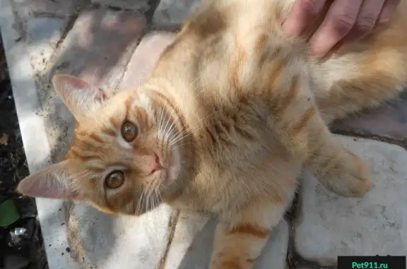 Пропал рыжий кот на ул. Салмышская
