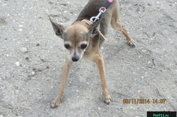Пропала собака возле магазина Яблоко, Симферополь
