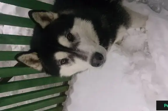 Собака найдена в деревне Новинки, Можайского района, МО