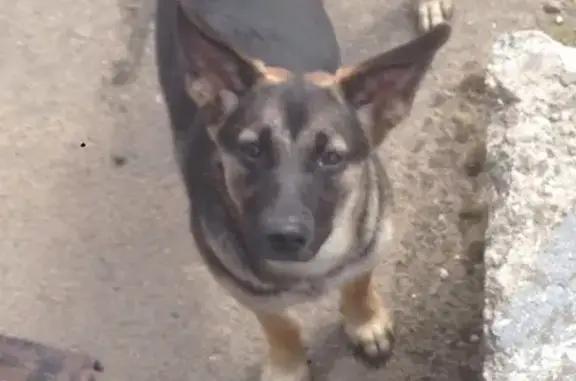 Пропала собака Малышка в районе Золоторожской набережной, Москва