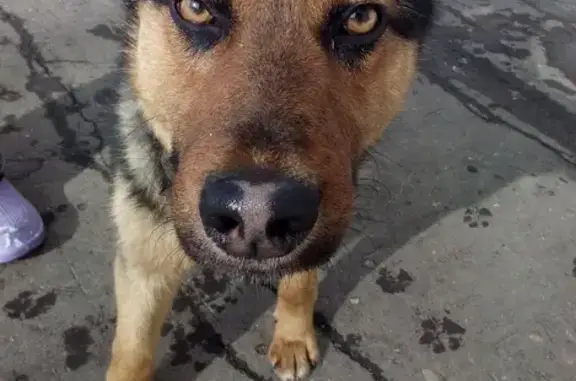 Найдена собака в Омске, ищем хозяина.