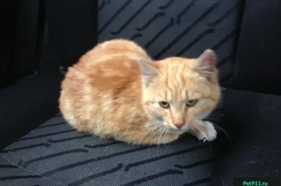 Кошка найдена на улице Невского в Калининграде