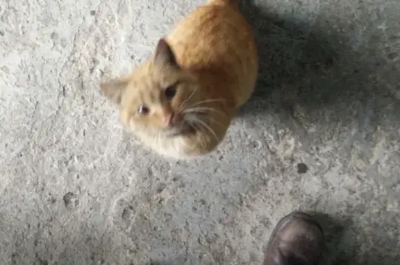 Найден рыжий кот с ошейником возле индустриальной зоны в Липецке
