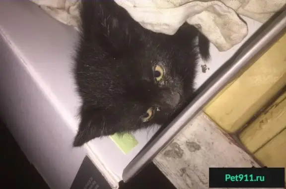Найдена напуганная кошка в СПб, метро Удельная
