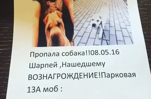 Пропала собака шарпей в районе Володарка