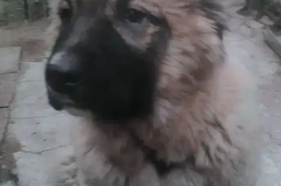 Пропала кавказская овчарка с клеймом в Пашковке, Краснодар.
