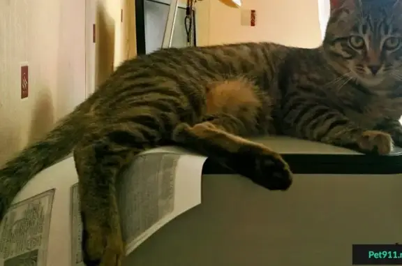 Объявления о пропавших и найденных животных, Красный Холм, фото: Пропала кошка в Водинском районе, адрес: ДП «Чайка-2», 19 линия.